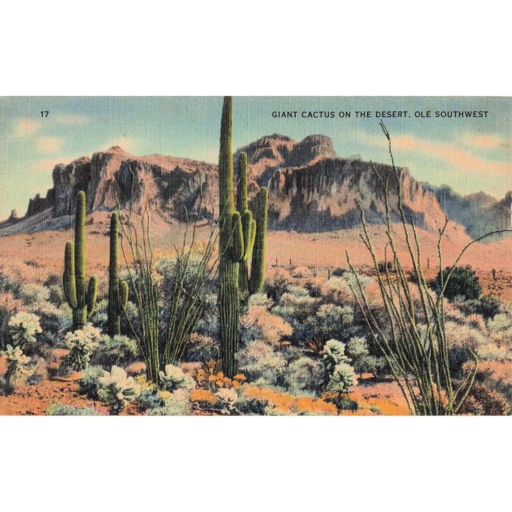 Giant Cactus on Desert Ole Southwest Saguaro Vtg Linen Postcard Tichnor Views 17